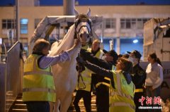 上海海关智能化监管保障环球马术冠军赛比赛马匹顺利入境